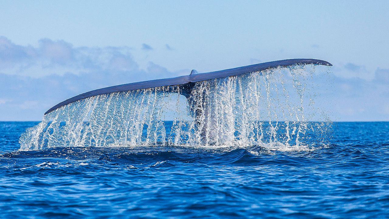 Observação de baleias e golfinhos.